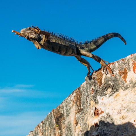 A gecko leaps across a gap